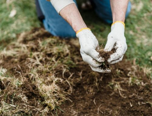 Gardener examining soil and grass roots during lawn soil testing for healthier turf growth
