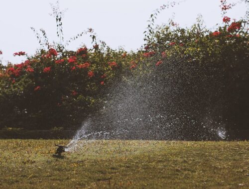 Lawn sprinkler watering grass during early morning to improve irrigation efficiency and reduce water waste